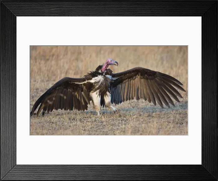 Framed Print : DDE-90022410 Framed Print : DDE-90022410