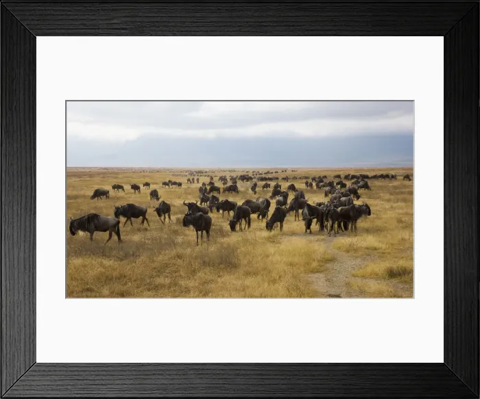 Framed Print : DDE-90022411