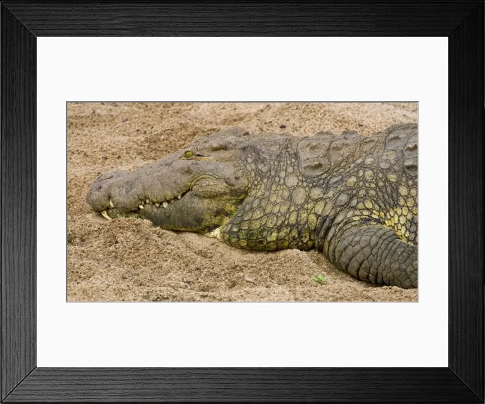 Framed Print : DDE-90022409 Framed Print : DDE-90022409