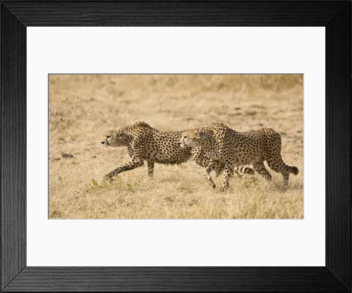 Framed Print : DDE-90022413 Framed Print : DDE-90022413
