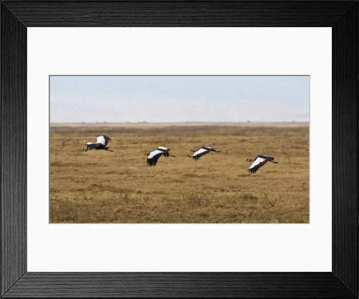 Framed Print : DDE-90022414