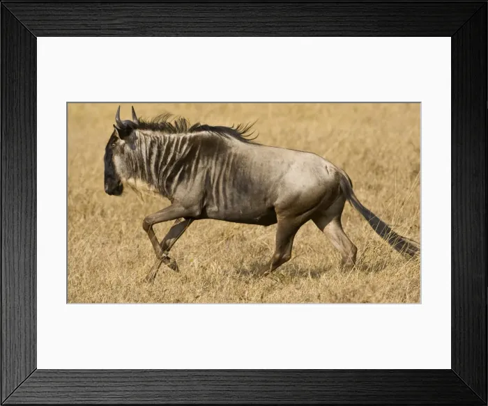 Framed Print : DDE-90022412 Framed Print : DDE-90022412