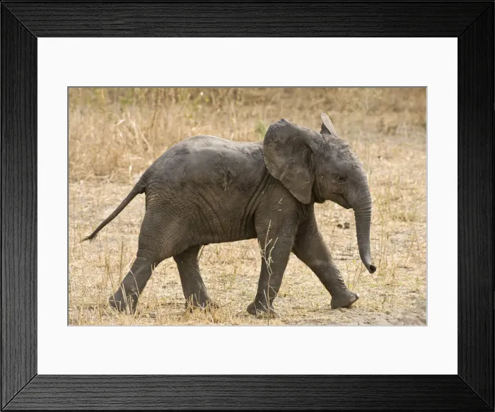 Framed Print : DDE-90022416 Framed Print : DDE-90022416