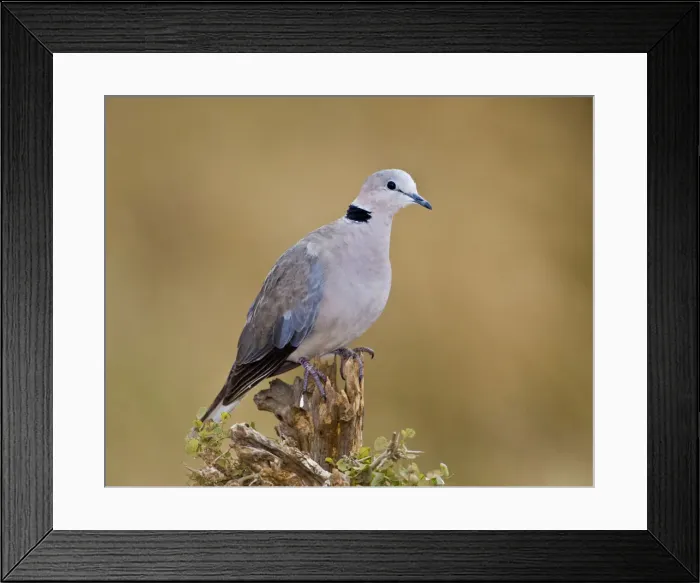 Framed Print : DDE-90022415 Framed Print : DDE-90022415