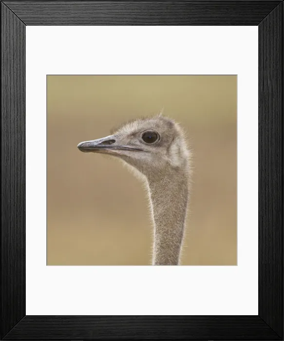 Framed Print : DDE-90022419
