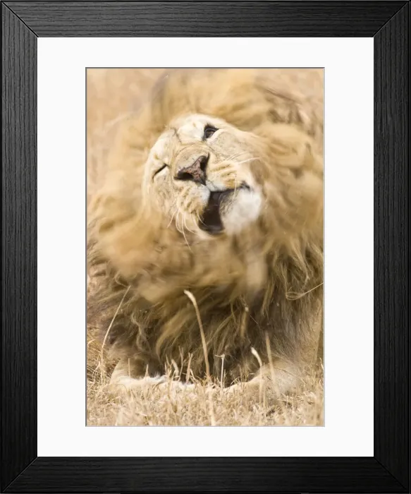Framed Print : DDE-90022420 Framed Print : DDE-90022420
