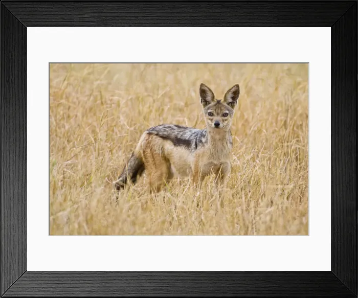 Framed Print : DDE-90022421 Framed Print : DDE-90022421