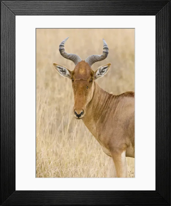 Framed Print : DDE-90022423 Framed Print : DDE-90022423