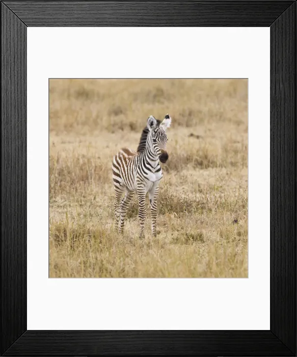 Framed Print : DDE-90022424 Framed Print : DDE-90022424