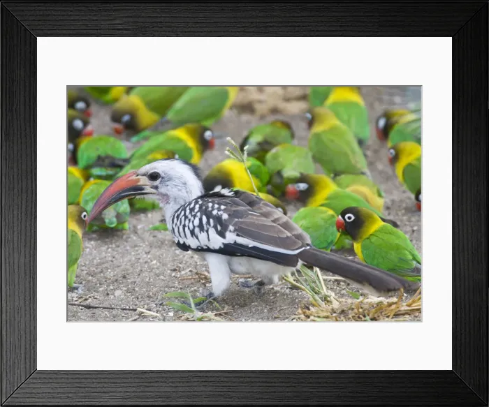 Framed Print : DDE-90022418 Framed Print : DDE-90022418