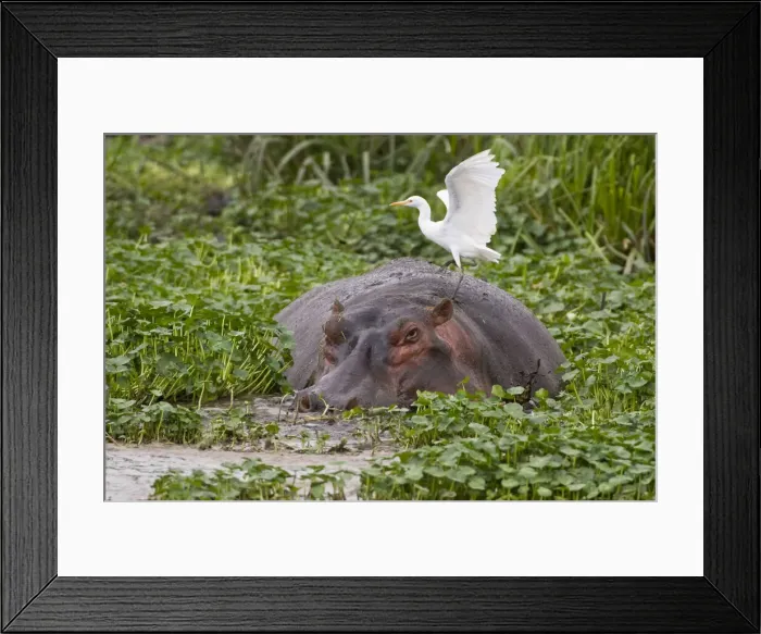 Framed Print : DDE-90022425 Framed Print : DDE-90022425