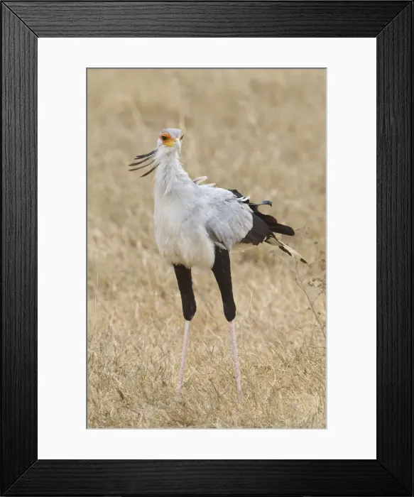 Framed Print : DDE-90022427 Framed Print : DDE-90022427