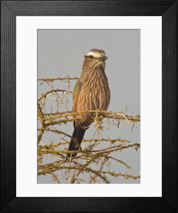 Framed Print : DDE-90022428 Framed Print : DDE-90022428