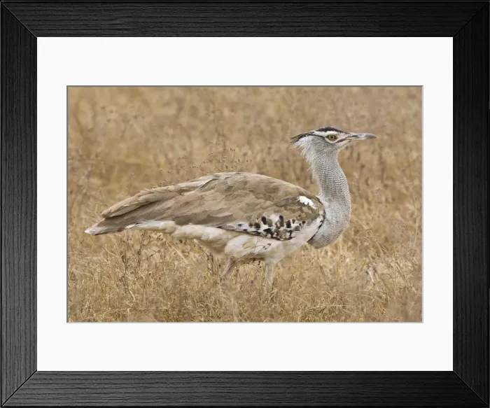 Framed Print : DDE-90022426 Framed Print : DDE-90022426