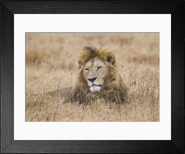 Framed Print : DDE-90022429 Framed Print : DDE-90022429