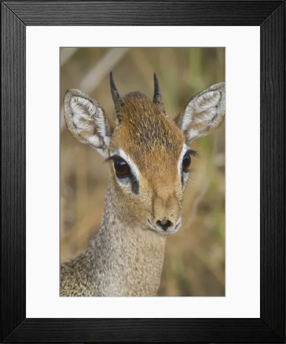 Framed Print : DDE-90022432 Framed Print : DDE-90022432