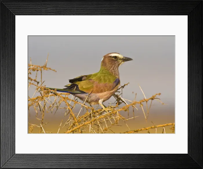 Framed Print : DDE-90022431 Framed Print : DDE-90022431