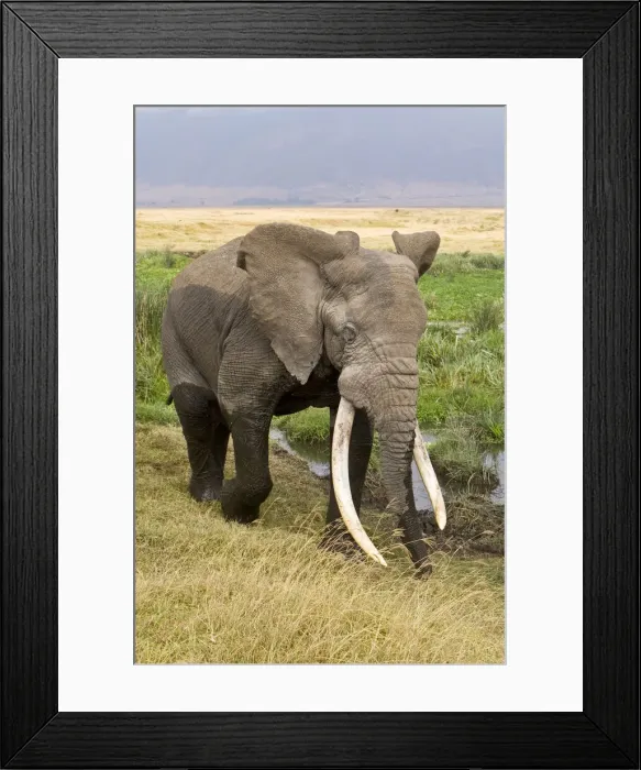 Framed Print : DDE-90022434