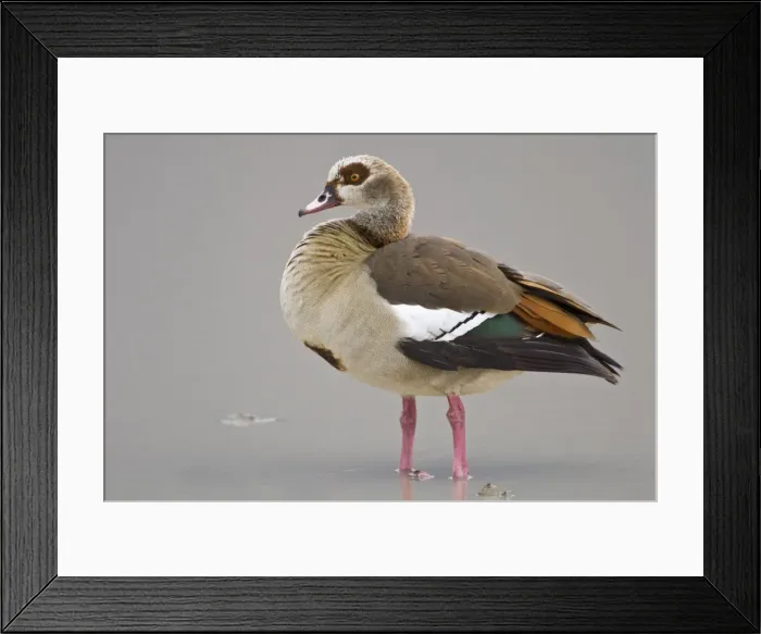 Framed Print : DDE-90022435 Framed Print : DDE-90022435