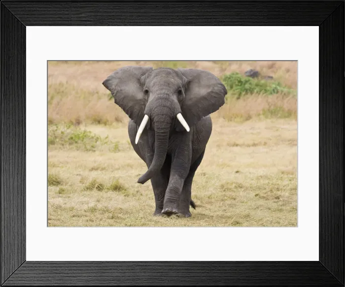 Framed Print : DDE-90022437 Framed Print : DDE-90022437