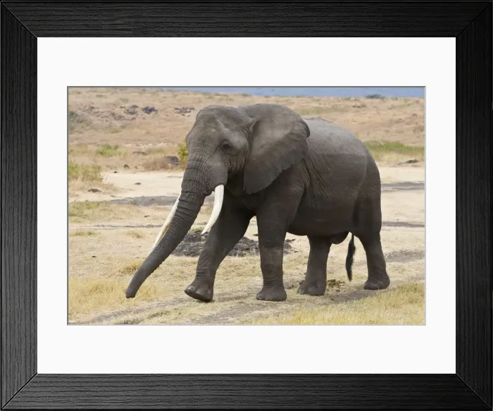 Framed Print : DDE-90022438 Framed Print : DDE-90022438