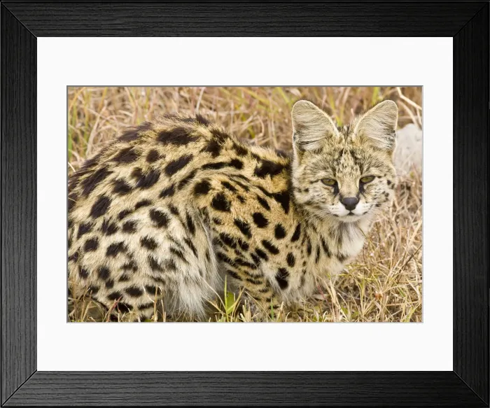 Framed Print : DDE-90022440 Framed Print : DDE-90022440
