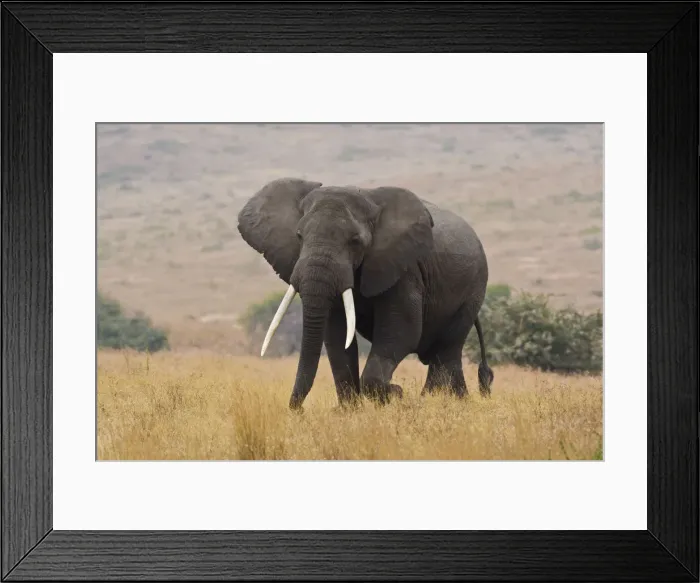 Framed Print : DDE-90022439 Framed Print : DDE-90022439
