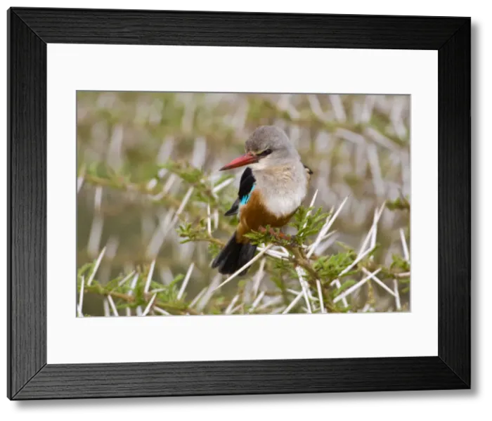 Framed Print : DDE-90022442 Framed Print : DDE-90022442