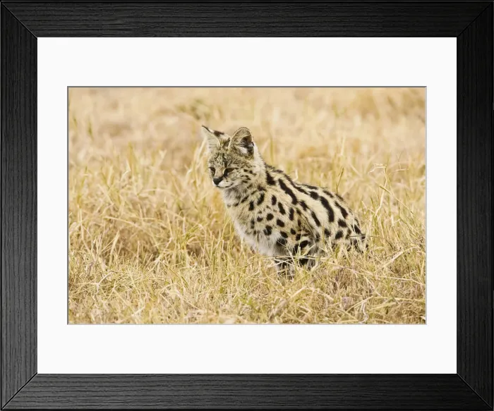 Framed Print : DDE-90022443 Framed Print : DDE-90022443