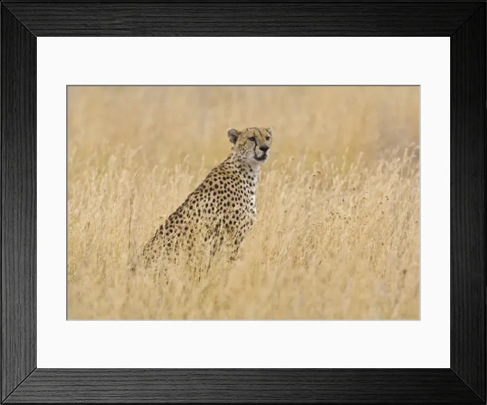 Framed Print : DDE-90022444 Framed Print : DDE-90022444