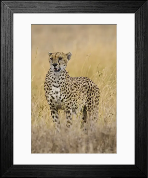 Framed Print : DDE-90022445 Framed Print : DDE-90022445