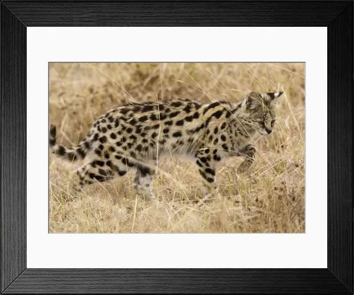 Framed Print : DDE-90022441 Framed Print : DDE-90022441