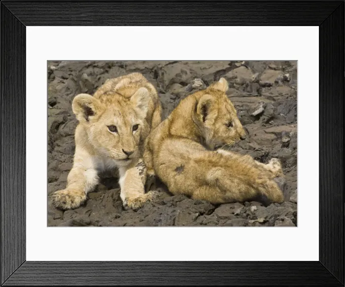 Framed Print : DDE-90022447 Framed Print : DDE-90022447