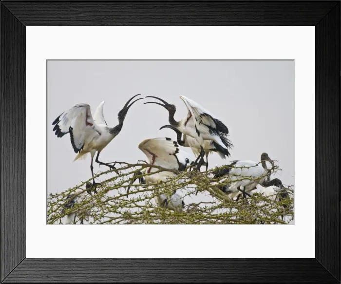 Framed Print : DDE-90022448 Framed Print : DDE-90022448