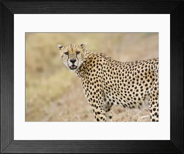 Framed Print : DDE-90022446 Framed Print : DDE-90022446