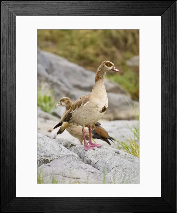 Framed Print : DDE-90022450 Framed Print : DDE-90022450