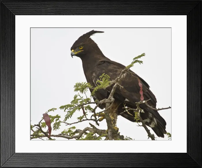 Framed Print : DDE-90022451 Framed Print : DDE-90022451