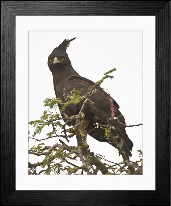Framed Print : DDE-90022452 Framed Print : DDE-90022452