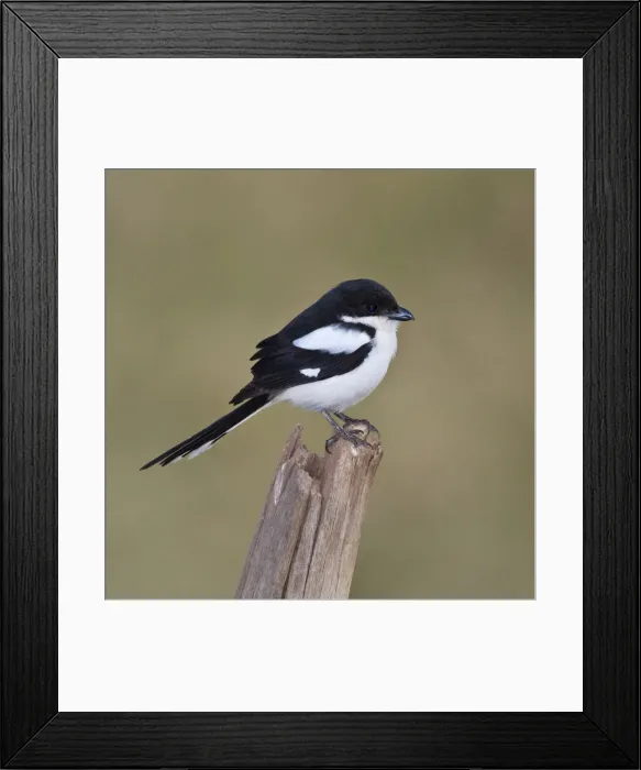 Framed Print : DDE-90022449 Framed Print : DDE-90022449