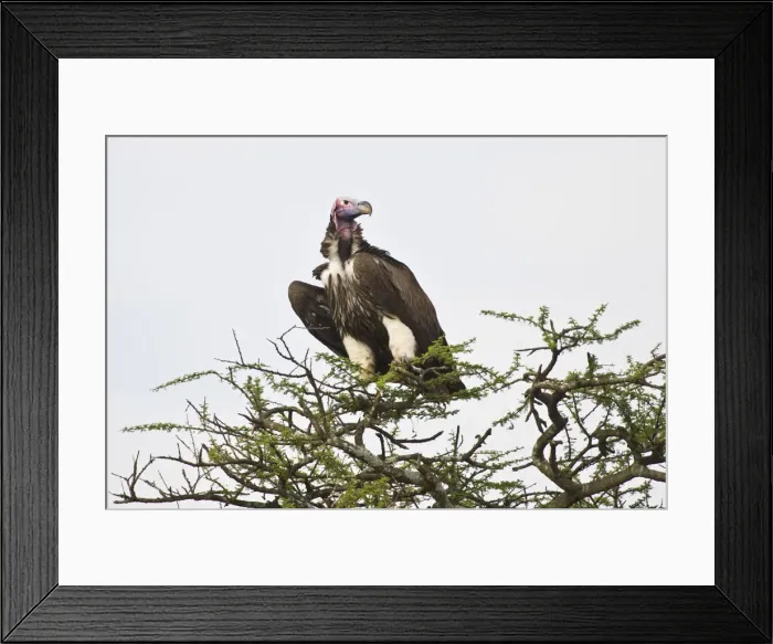 Framed Print : DDE-90022453 Framed Print : DDE-90022453