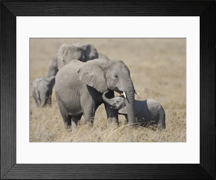 Framed Print : DDE-90022455 Framed Print : DDE-90022455