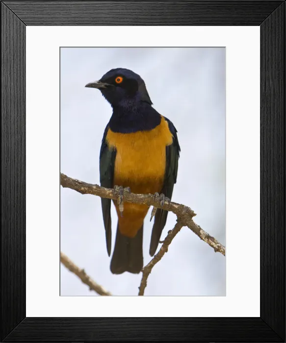 Framed Print : DDE-90022456
