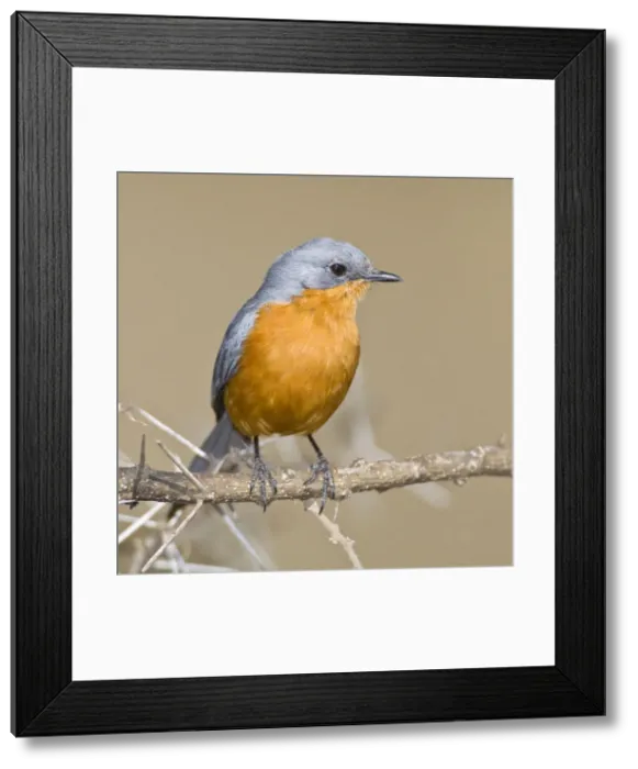 Framed Print : DDE-90022454 Framed Print : DDE-90022454