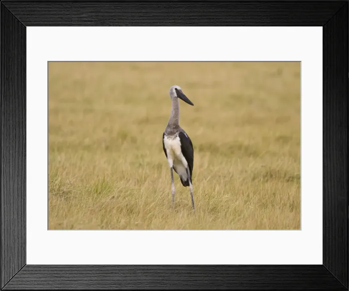 Framed Print : DDE-90022457 Framed Print : DDE-90022457