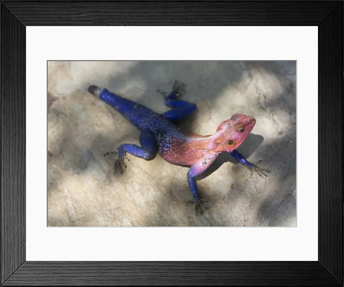 Framed Print : DDE-90022459 Framed Print : DDE-90022459