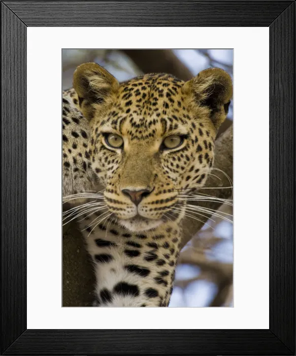 Framed Print : DDE-90022460 Framed Print : DDE-90022460