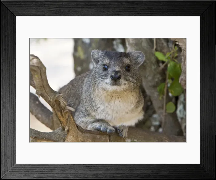 Framed Print : DDE-90022458 Framed Print : DDE-90022458