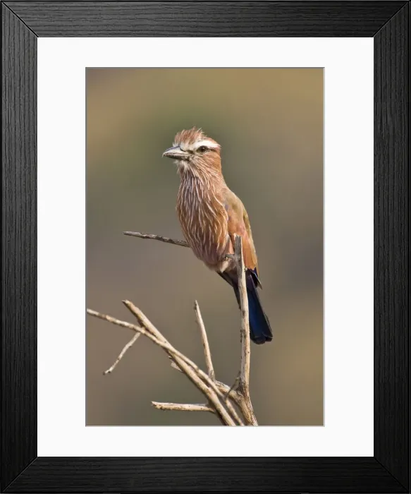 Framed Print : DDE-90022462 Framed Print : DDE-90022462