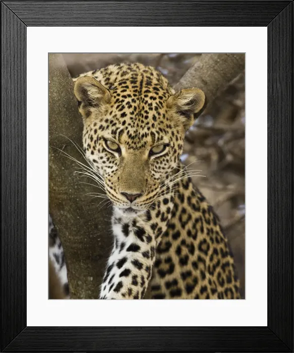 Framed Print : DDE-90022461 Framed Print : DDE-90022461