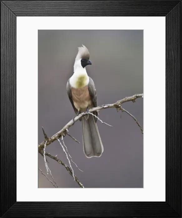 Framed Print : DDE-90022467 Framed Print : DDE-90022467